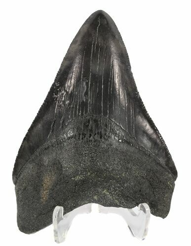 Serrated, Fossil Megalodon Tooth #54242